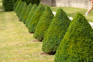 A green alley stretching into the distance.