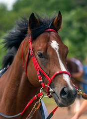 Portrait of a thoroughbred horse.