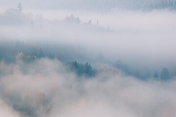 Beautiful dreamy forest dawn scenery background. Tops of spruce trees on mountain hill sticking out of dense morning fog.