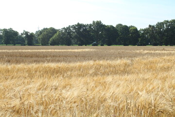 a field of corn was mowed, straw remains