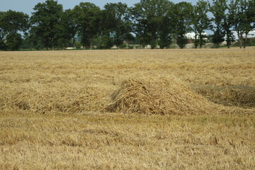a field of corn was mowed, straw remains