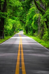 Tallahassee, Florida empty road vertical view with mailboxes on Miccosukee scenic canopy street with nobody during day with southern live oak trees