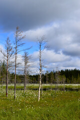 Obraz premium Finnish summerday, partly sunny, beautiful cloudy sky. Forest, swamp and little pond with field of cotton grass. Little birches and pines in the foreground.