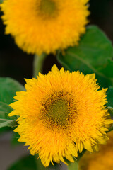 Fototapeta premium Blooming, with yellow petals, flower buds of a decorative sunflower against the background of its green foliage