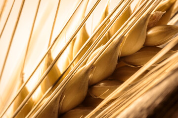 single golden barley ear bristle macro shot, looking onto seeds, use as background or compositing, copy text space, barley is a key ingredient in beer and whisky production