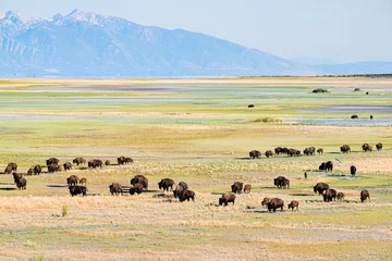Zelfklevend Fotobehang High angle view of many wild animals bison herd in valley in Antelope Island State Park in Utah in summer grazing on grass with sky and mountains © Andriy Blokhin
