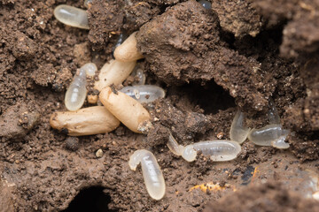 Eggs of Big Black Ants (Camponotus compressus)