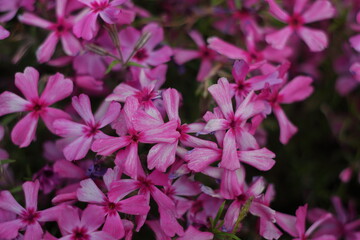 pink flowers in the garden