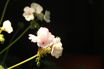 Fototapeta na wymiar pink flower on black
