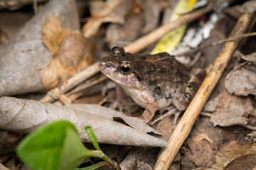 Indian cricket frog (Zakerana syhadrensis) sitting in leaf litter