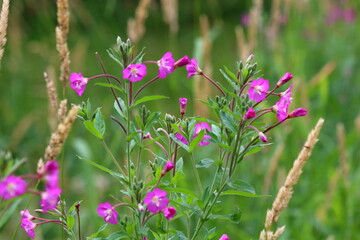 Field purple flowers on a background of wild herbs