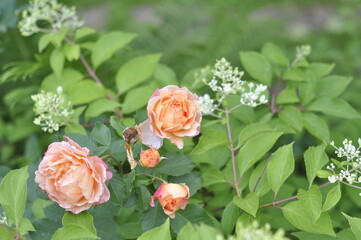 A beautiful rose bloomed in the garden