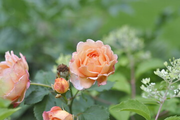 A beautiful rose bloomed in the garden