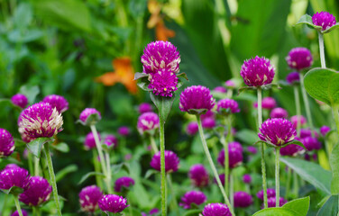 Obraz premium Chive flowers in a garden