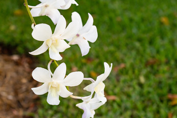 White dendrobium orchid flower blooming marco close up image. Soft focus green grass background.