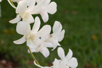 White dendrobium orchid flower blooming marco close up image. Soft focus green grass background.