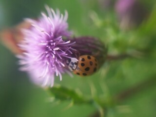 bee on a flower