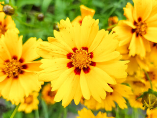 large-flowered tickseed (in german Großblumiges Mädchenauge) Coreopsis grandiflora