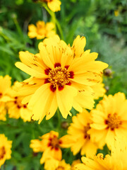 large-flowered tickseed (in german Großblumiges Mädchenauge) Coreopsis grandiflora