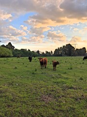 cows in the field