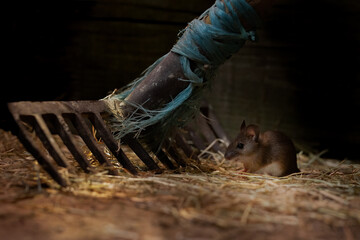 Field Mouse in Shed (mus musculus)