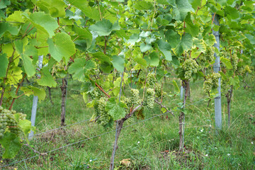 Fototapeta na wymiar Grapes are the fruit stands of the vines, especially those of the noble vine, photographed