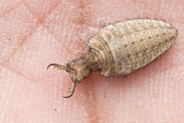 An antlion grub sitting on hand