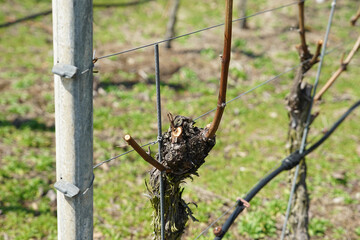 Grapes are the fruit stands of the vines, especially those of the noble vine, photographed