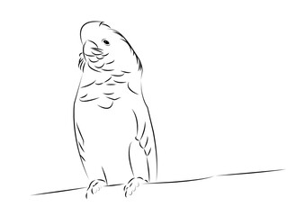 cockatoo