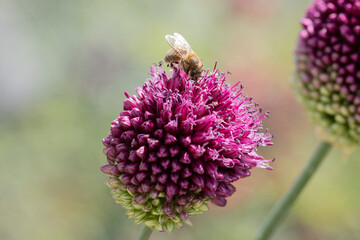 Bienen sitzen auf pinken Blumen und sammeln Nektar