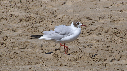 Strandmöwe auf Usedom I