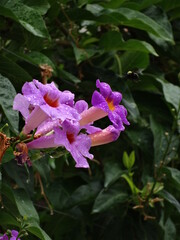 Abeja polinizadora volando hacia flor morada