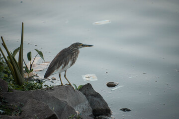 Photos of beautiful and colourful birds.