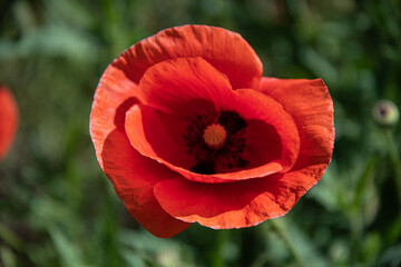 Red poppies in the meadow sunny day in the park.