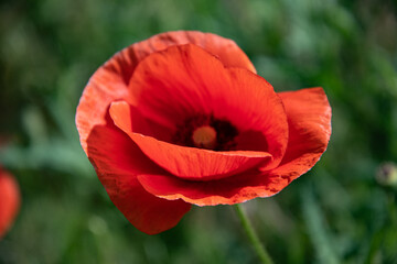 Fototapeta premium Red poppies in the meadow sunny day in the park.