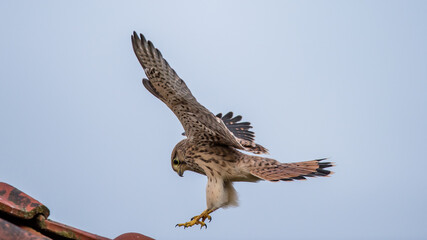 Young European Kestrrel Landing
