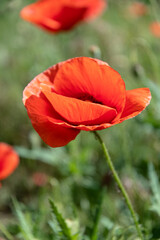 Red poppies in the meadow sunny day in the park.