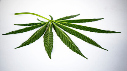 Cannabis leaf on a white background.Openwork leaf of hemp.Openwork leaf of hemp.Very textured green hemp leaf on a white table.