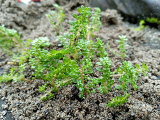 FLASH=Off;MOMENT_LENS=MACRO