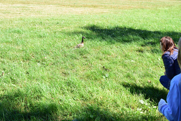 The mallard duck is calling the ducklings hiding in the grass
