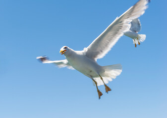 Seagull in flight under blue sky