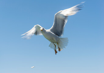 Obraz premium Seagull in flight under blue sky