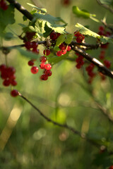A cluster of amber-red currants on a branch in the rays of the setting sun. Concept of agriculture, food and natural beauty.
