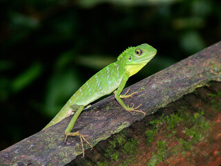 Green Crested Lizard along Plank Walk, Niah National Park, Malaysia