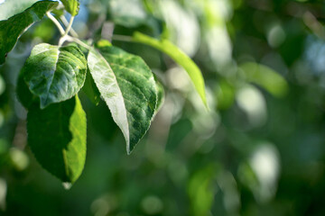 Green juicy leaves on a tree branch in the sunlight against the background of shady bushes. Summer background, the concept of natural beauty.