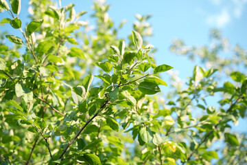 Green juicy leaves on the branches of a tree in the rays of the summer sun breaking through the leaves against the blue sky. Summer background, the concept of natural beauty.