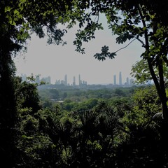 Bosque en Panamá