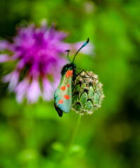 butterfly in forest