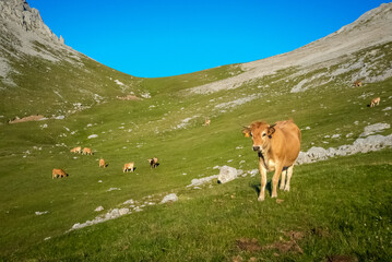 Fototapeta na wymiar Las vacas pastan en los grandes pastos de los Picos de Europa.