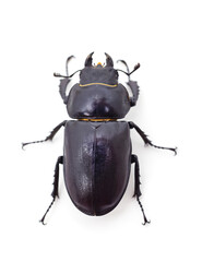 Brown deer beetle.
